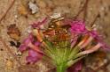 Oxyopes_quadrifasciatus_D7785_Z_88_North Stradbroke island_Australie
